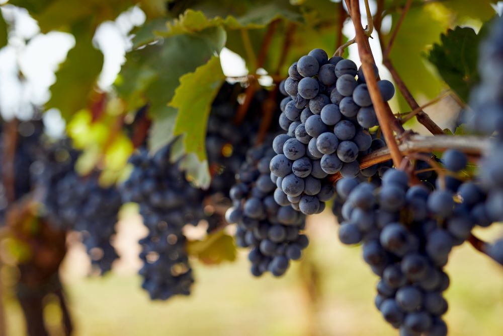 Pinot Noir Grapes